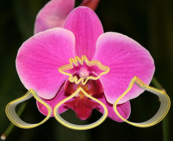 Butedo Kurabiye, Çikolata Kalıbı