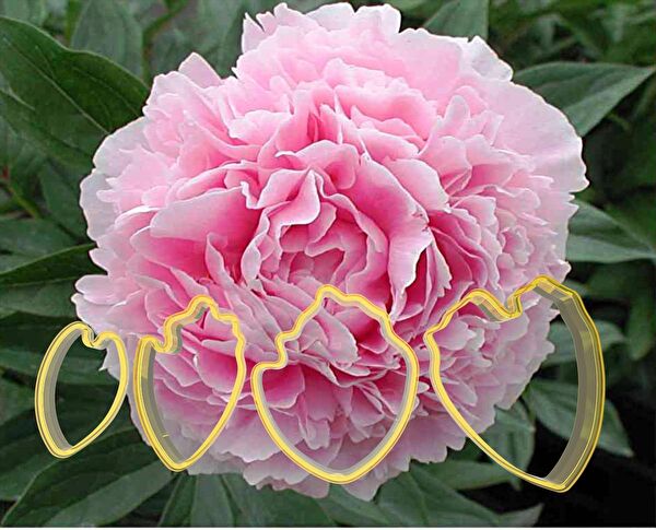 Butedo Kurabiye, Çikolata Kalıbı