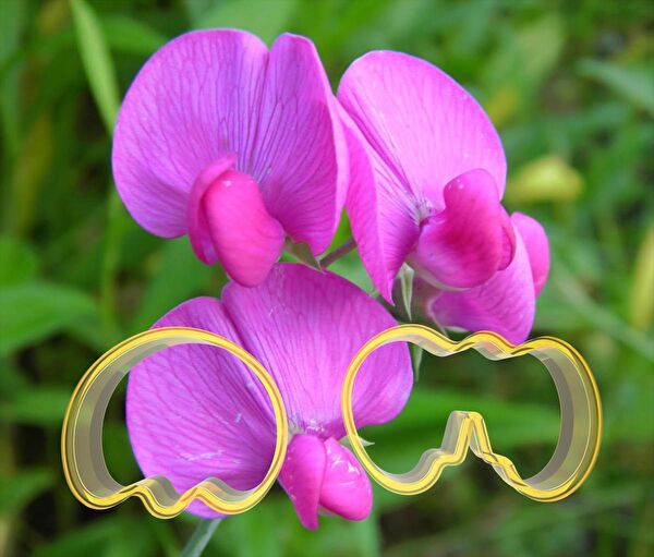 Butedo Kurabiye, Çikolata Kalıbı