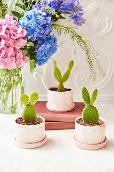 Arma House Vazo, Saksı