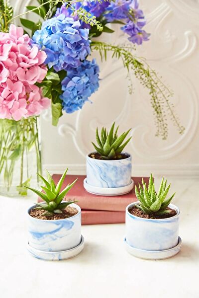 Arma House Vazo, Saksı