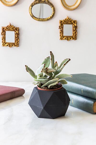 Arma House Vazo, Saksı