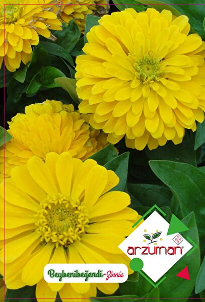 Karahasanoğlu Tarım Tohum