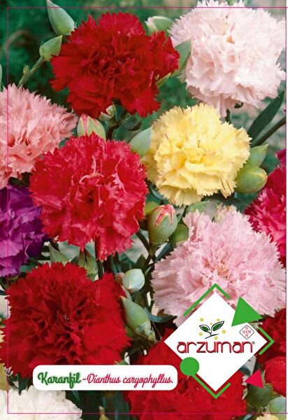 Karahasanoğlu Tarım Tohum