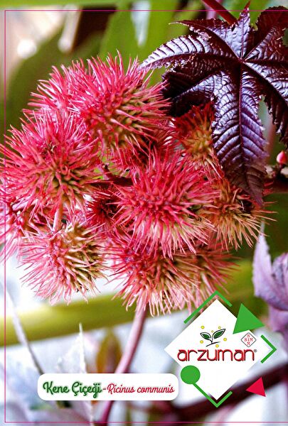 Karahasanoğlu Tarım Tohum