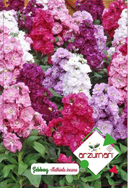 Karahasanoğlu Tarım Tohum