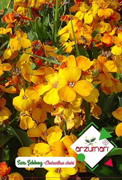 Karahasanoğlu Tarım Tohum