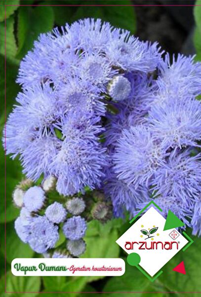 Karahasanoğlu Tarım Tohum