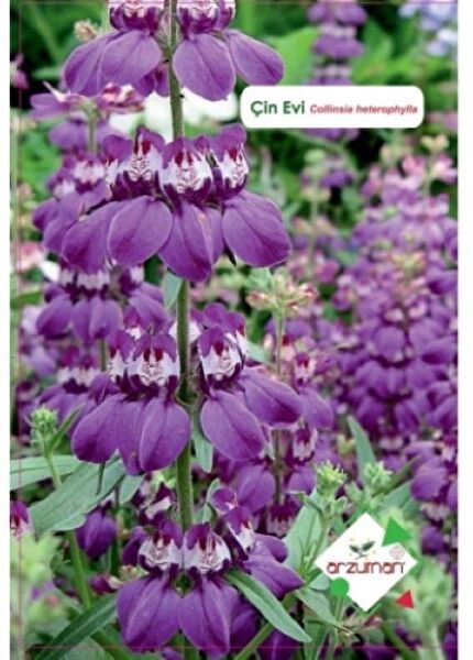 Karahasanoğlu Tarım Tohum