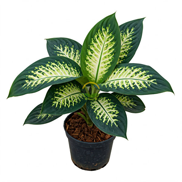 Fidan Sepetim Teraryum, Teraryum Aksesuarları