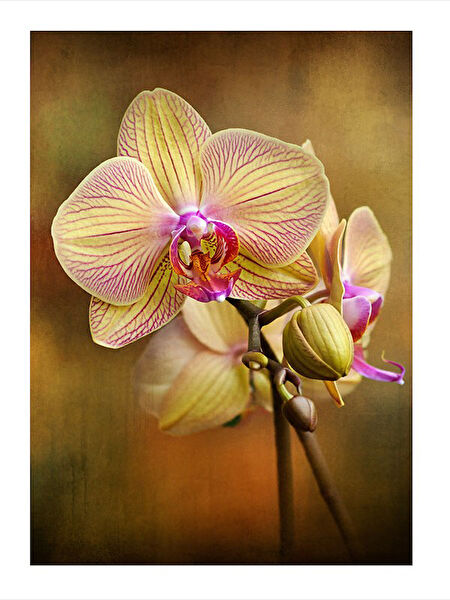 Karizma Tablo MDF Tablo