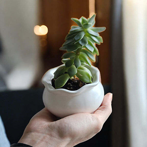 Cozyy Life Vazo, Saksı