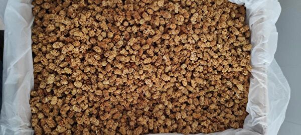 ULAMIŞORGANİK Kuru meyve