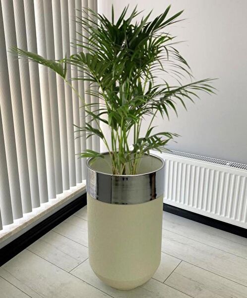 evdeniste Vazo, Saksı