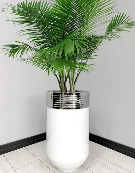 evdeniste Vazo, Saksı