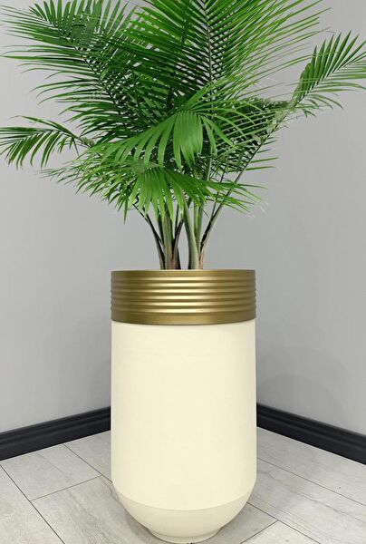 evdeniste Vazo, Saksı