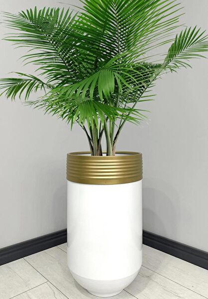 evdeniste Vazo, Saksı