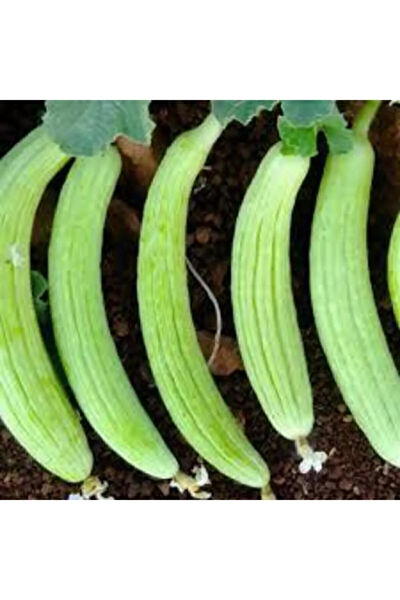 Serdar Çam Tohumculuk Tohum