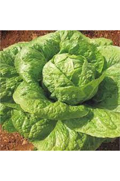 Serdar Çam Tohumculuk Tohum