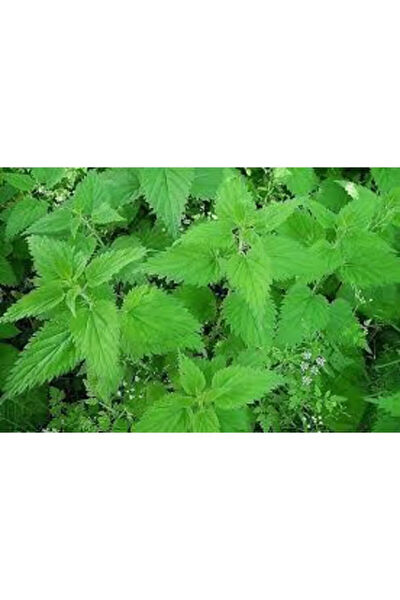 Serdar Çam Tohumculuk Tohum