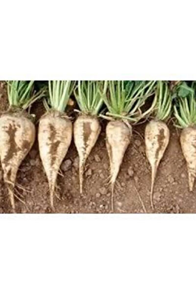 Serdar Çam Tohumculuk Tohum