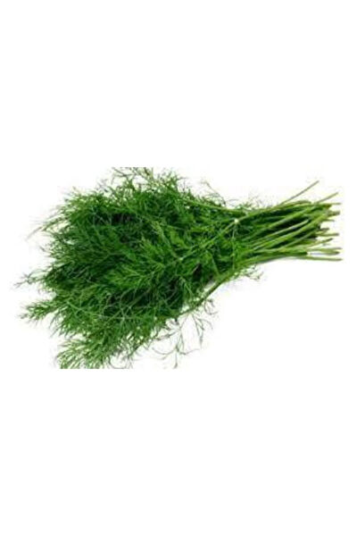 Serdar Çam Tohumculuk Tohum