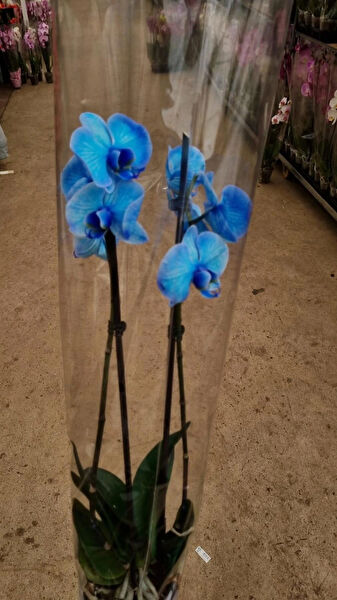 1001 Çiçek İç Mekan Bitkileri