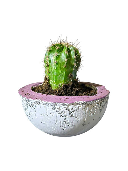 Mükün Dünyası Kaktüs