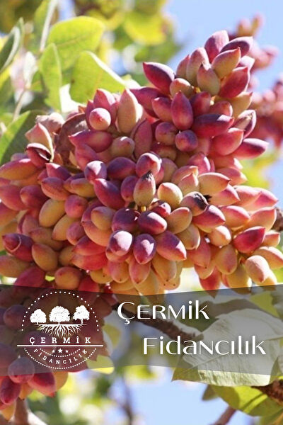 Çermik Fidancılık Fidan