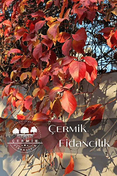 Çermik Fidancılık Fidan