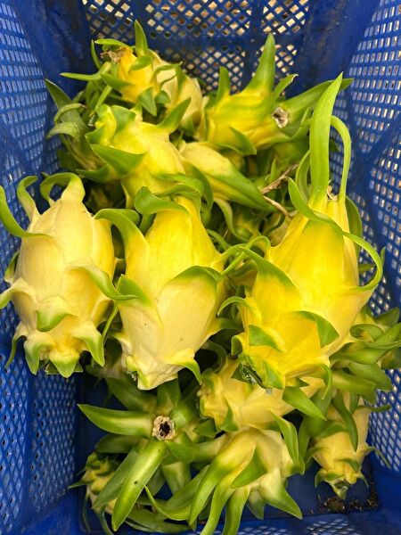 YAVUZ FİDANCILIK Fidan