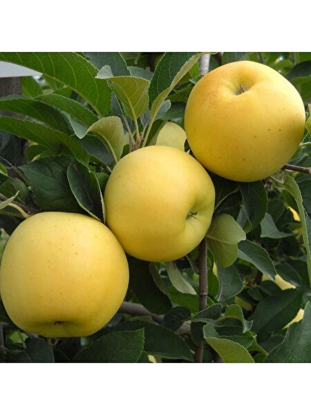 Taşkar Peyzaj Fidan