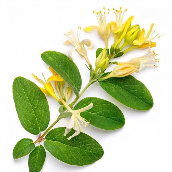 Mimoza İç Mekan Bitkileri