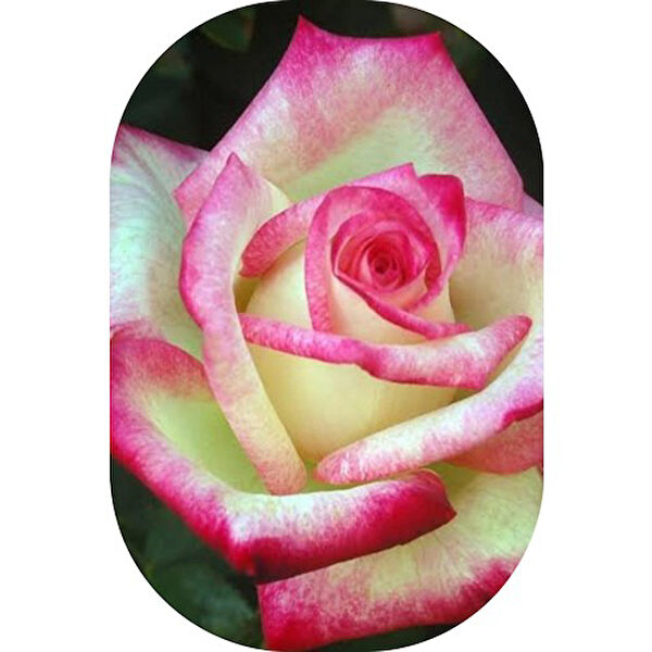 Mimoza Bitki Market İç Mekan Bitkileri