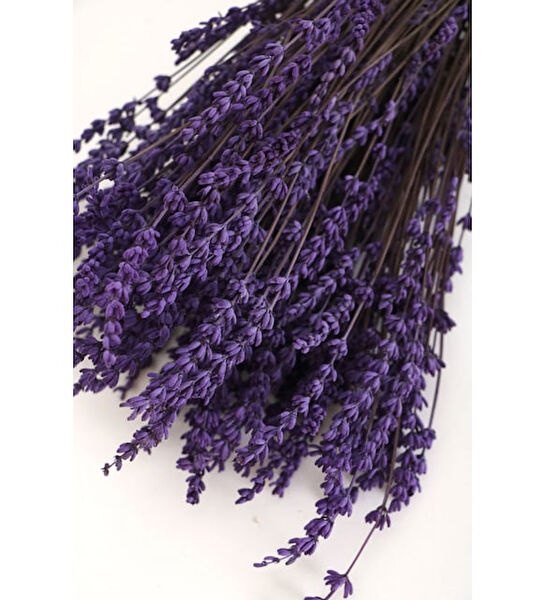 Mimoza Bitki Market İç Mekan Bitkileri