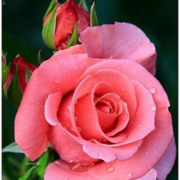 Mimoza Bitki Market Fidan