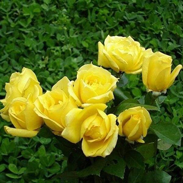 Mimoza Bitki Market Fidan