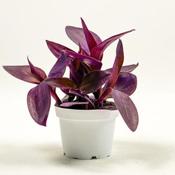 Mimoza Bitki Market İç Mekan Bitkileri