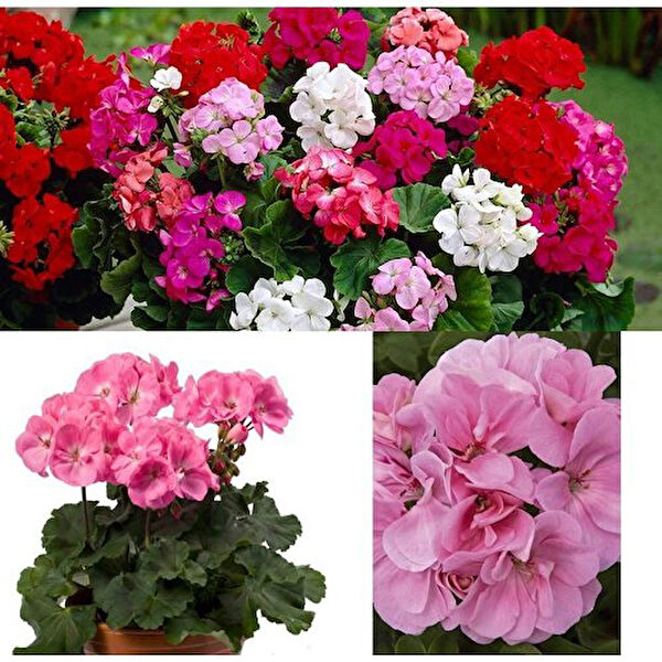 Mimoza Bitki Market İç Mekan Bitkileri