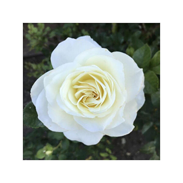 Mimoza Bitki Market Fidan