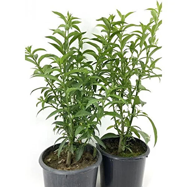 Mimoza Bitki Market İç Mekan Bitkileri