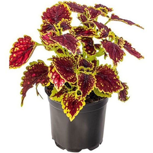 Mimoza Bitki Market İç Mekan Bitkileri