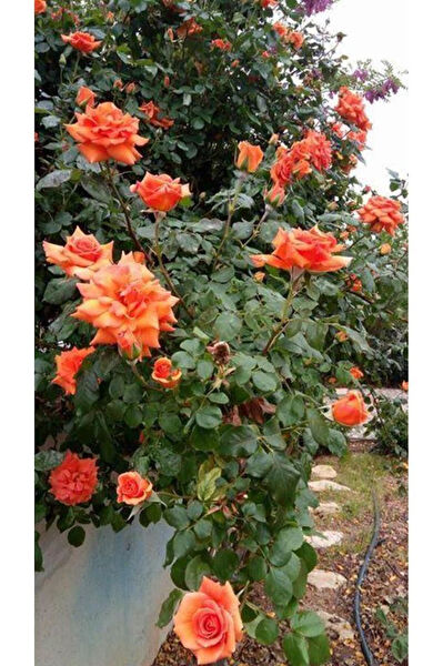 Mimoza Bitki Market İç Mekan Bitkileri