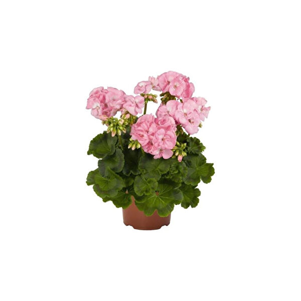 Mimoza Bitki Market Fidan