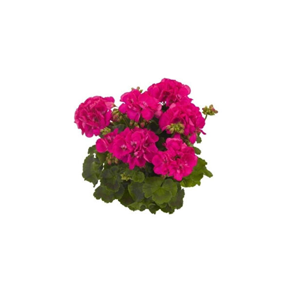 Mimoza Bitki Market İç Mekan Bitkileri