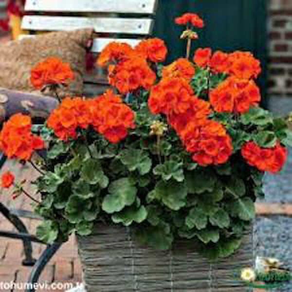 Mimoza Bitki Market İç Mekan Bitkileri