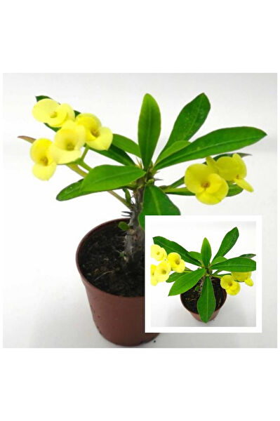 Mimoza Bitki Market İç Mekan Bitkileri