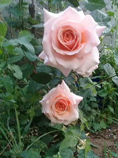 Mimoza İç Mekan Bitkileri