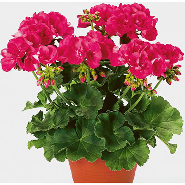 Mimoza Bitki Market İç Mekan Bitkileri