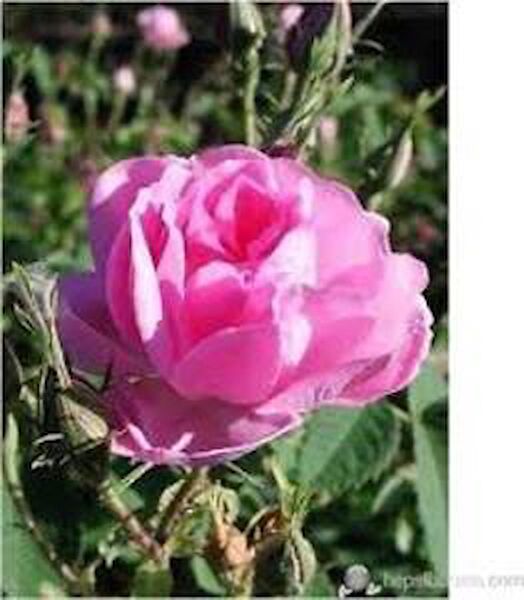 Mimoza Bitki Market İç Mekan Bitkileri